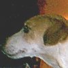 My mom's dog Bugsy, vulturing